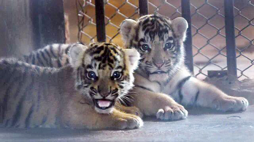 pilikula cubs 1